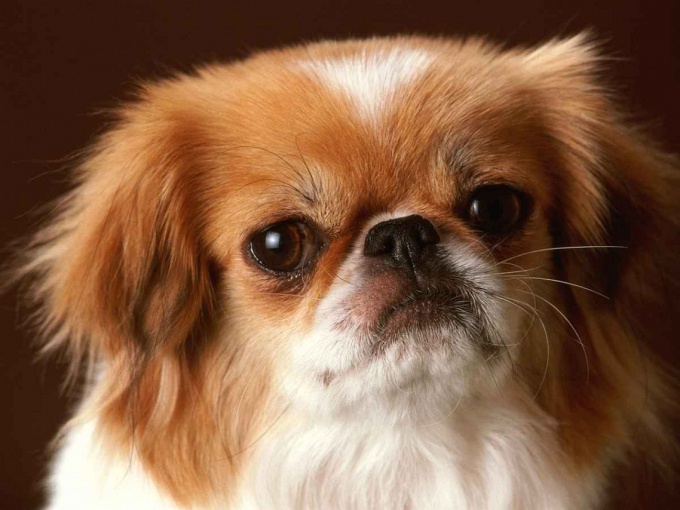 How to train a Pekingese