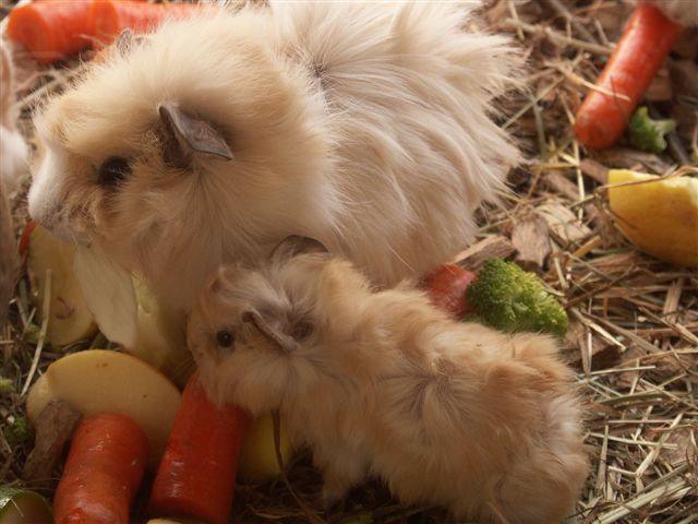 How to determine pregnancy in the Guinea pig