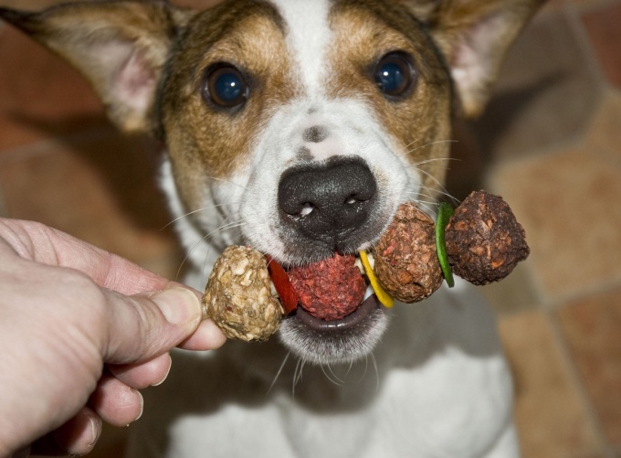 How to feed a Jack Russell Terrier