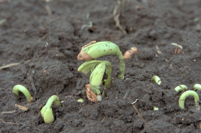 Как повысить плодородие почвы с помощью дождевых червей