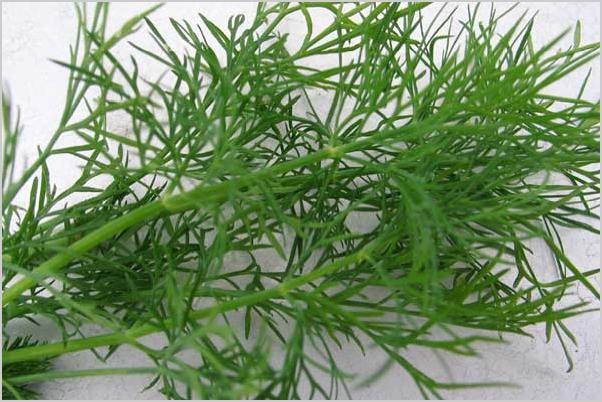 How to grow dill in the winter