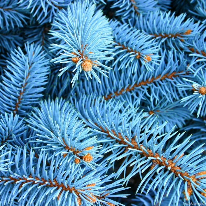 How to plant a blue spruce