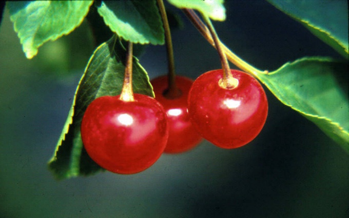 How to freeze cherries