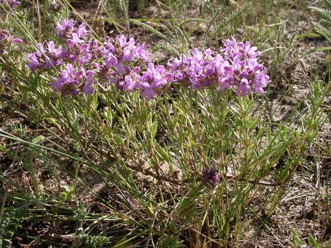 How to make thyme