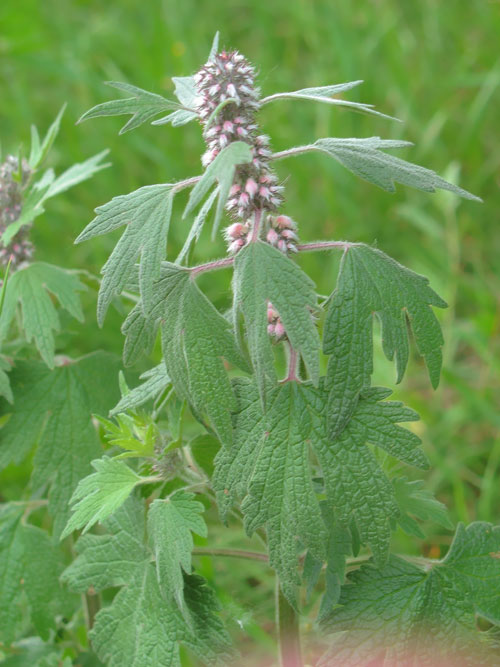 How to drink motherwort tincture