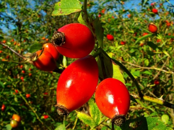 How to brew rose hips