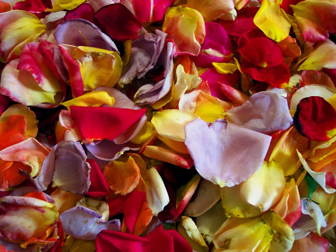 How to keep rose petals