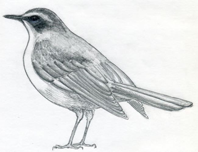 Как рисовать птицу: поэтапный урок