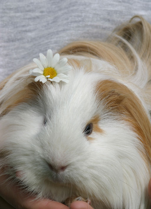 How to cut Guinea pig claws