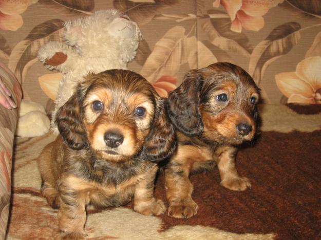 How to raise a Dachshund puppy