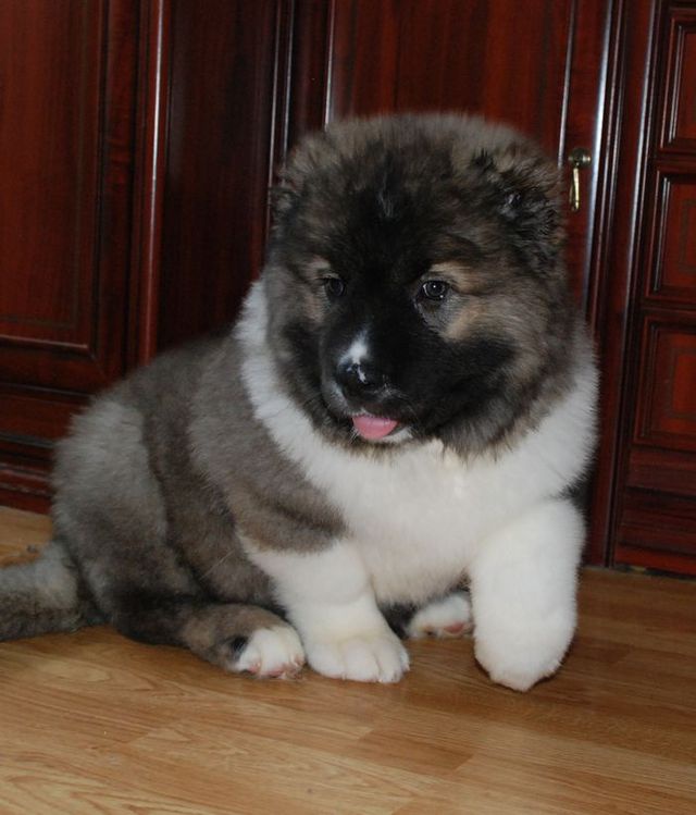 How to feed a puppy of Caucasian shepherd