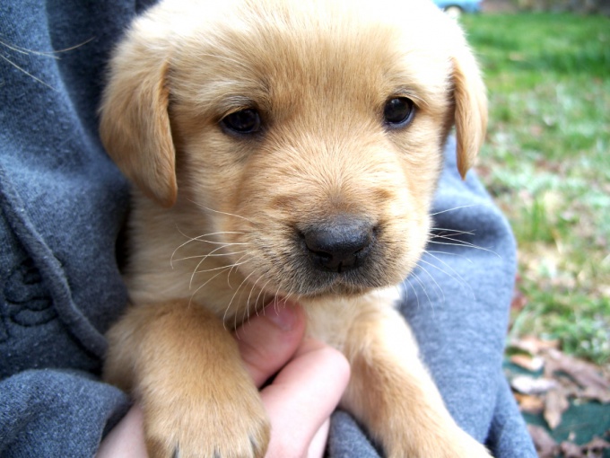 How to clean the ears of the puppy