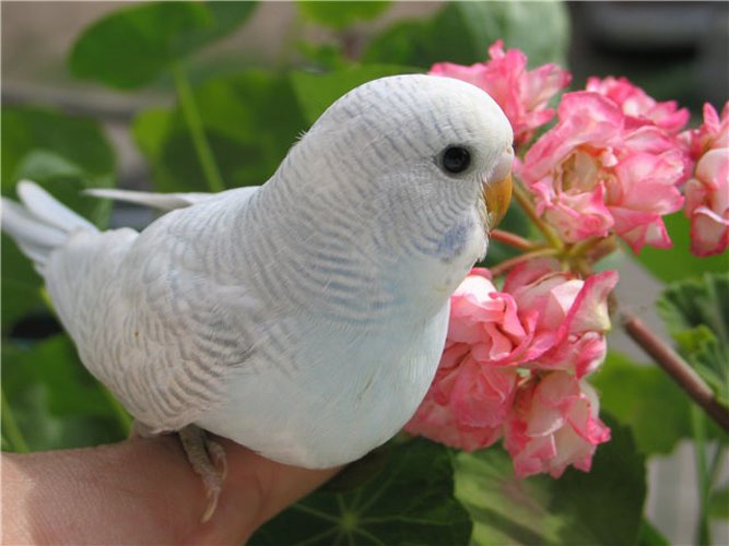 How to teach a wavy parrot to sit on the arm