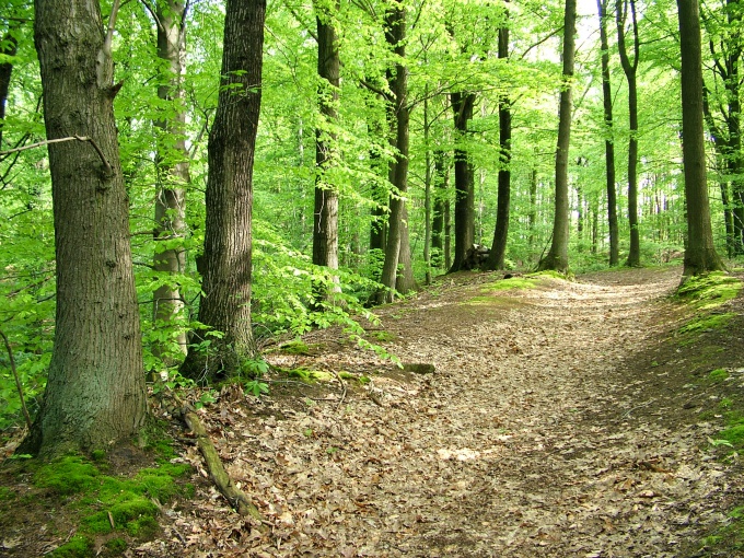 Как описать лес в сочинении