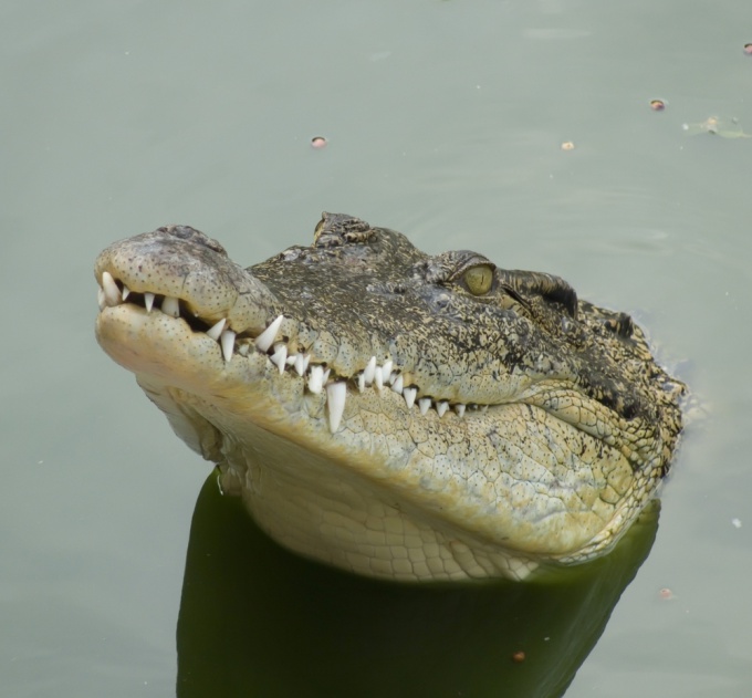 Как сделать маску крокодила