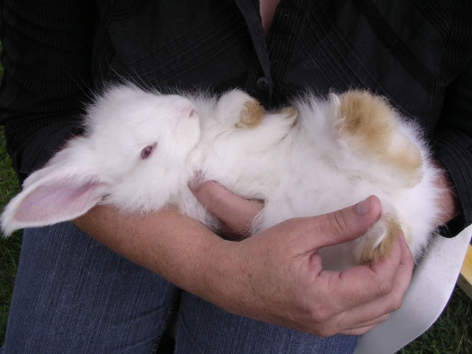 How to wash decorative rabbits