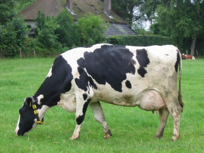 How to treat mastitis in cows