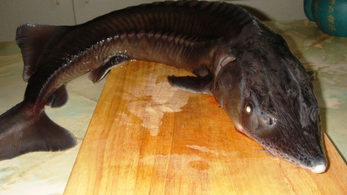 How to roast sturgeon