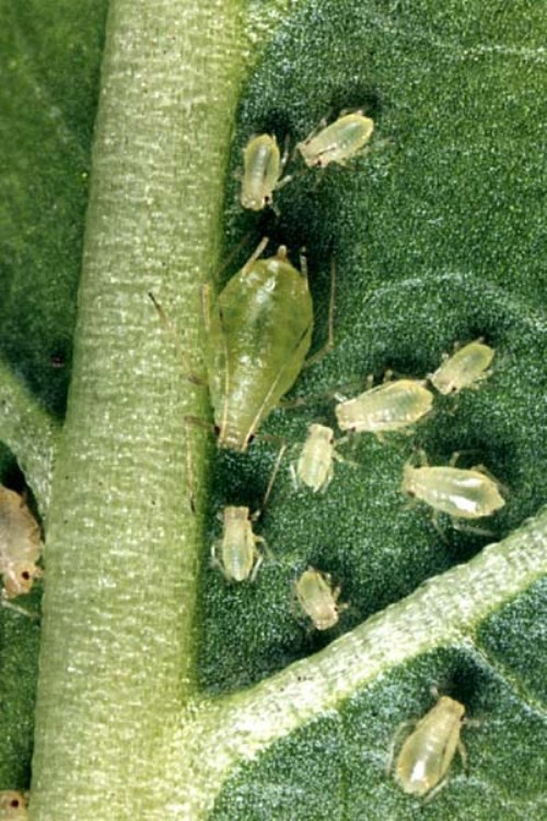 How to withdraw aphids