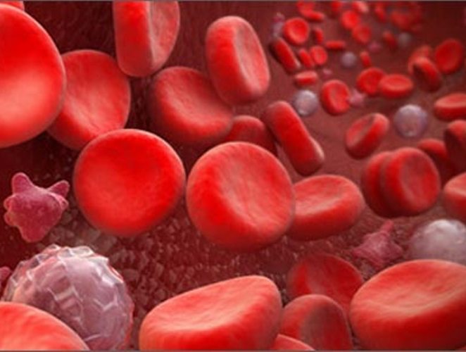 Как увеличить количество лейкоцитов в крови