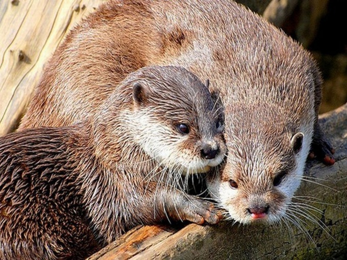 капкан на кошек своими руками