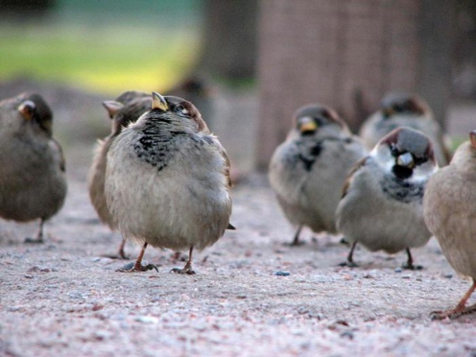 How to get rid of sparrows in the area