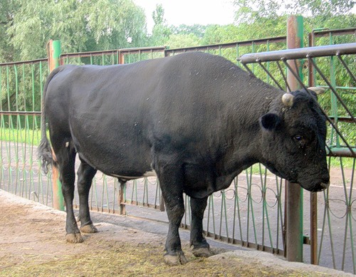 Как узнать вес быка