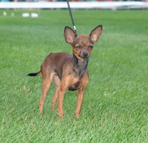 How to teach the Terrier to a leash