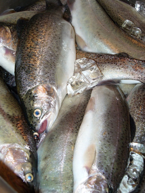 How to cook fresh trout