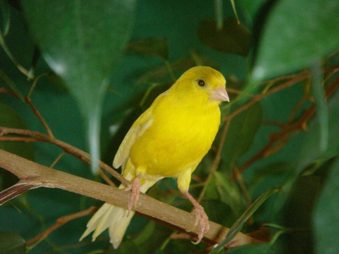 How to teach a Canary to sing