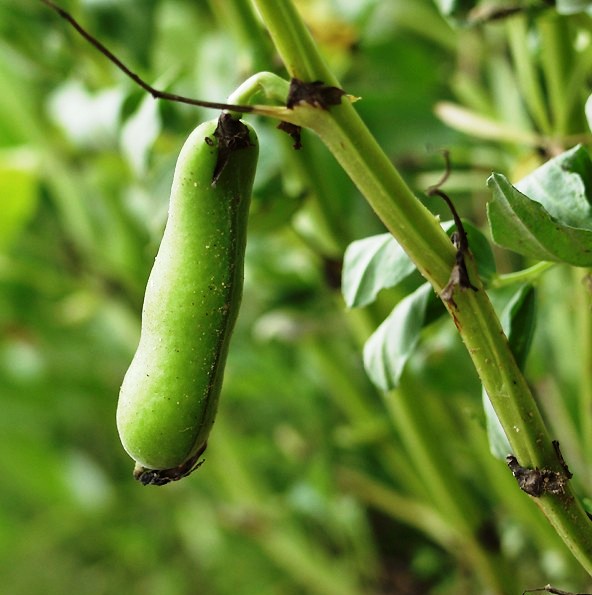 How to grow beans