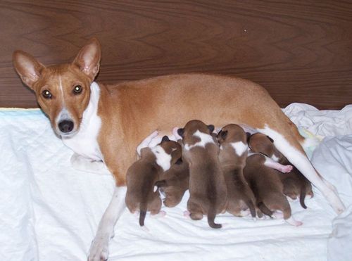 How to understand that dog gives birth
