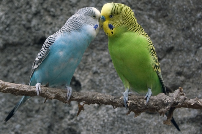 How to breed budgies