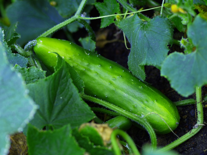 How to grow cucumbers on a balcony