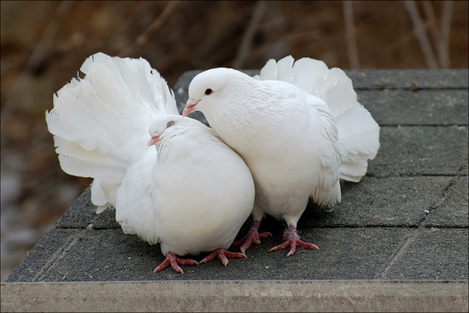 How to breed pigeons