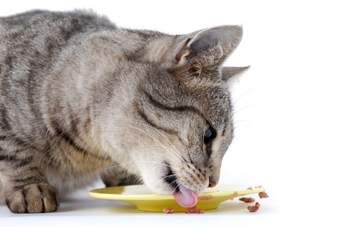 Как приучить кота к домашней еде