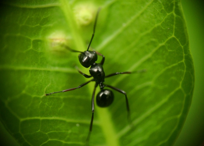 Как избавиться от чёрных муравьев