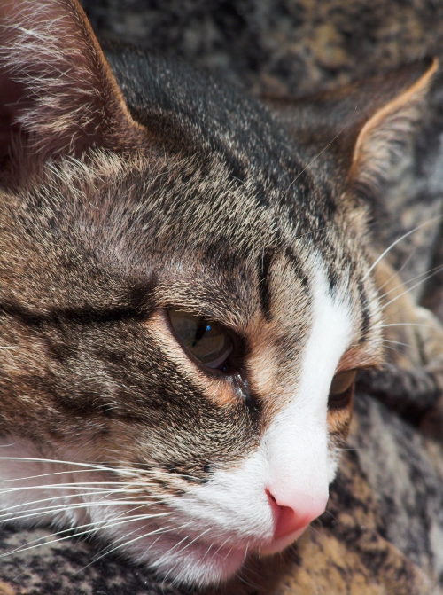 после уколов иммуноглабулина возможен насморк у котов