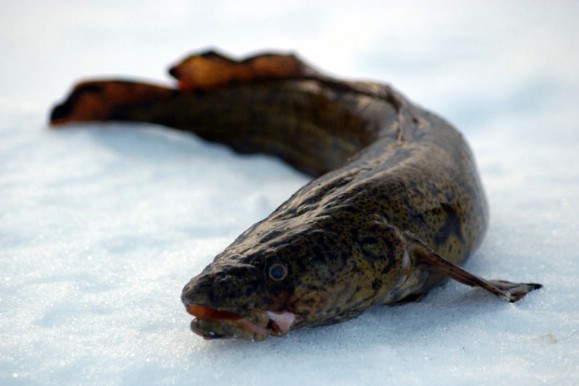 How to cook burbot