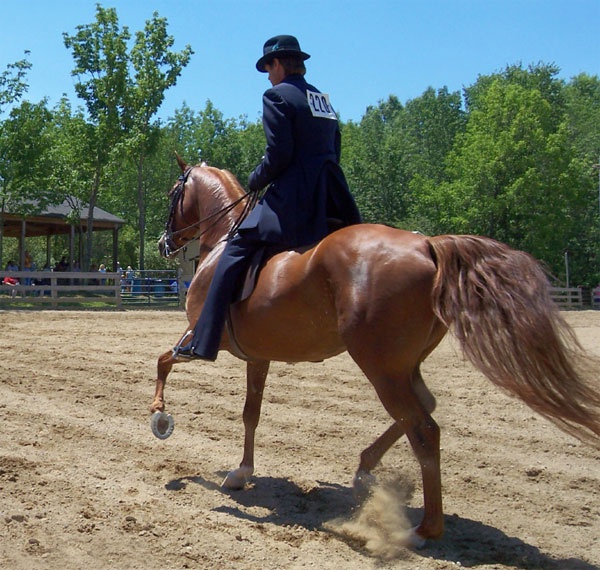 Как заставить лошадь перейти на более быстрый аллюр