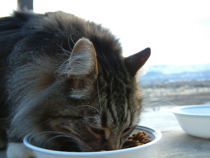 Как приучить кошку к домашней еде