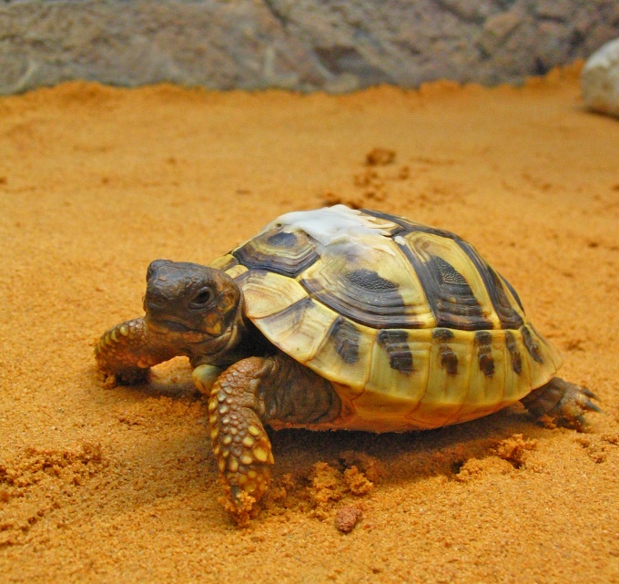 как определить возраст черепахи таблица