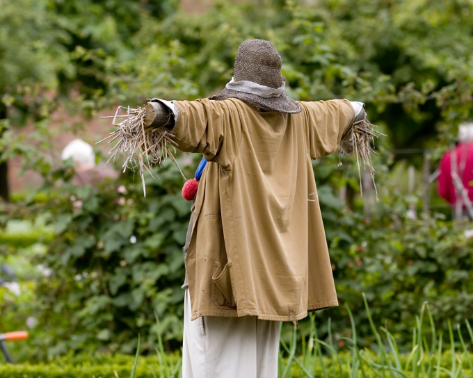 How to get rid of crows in the area