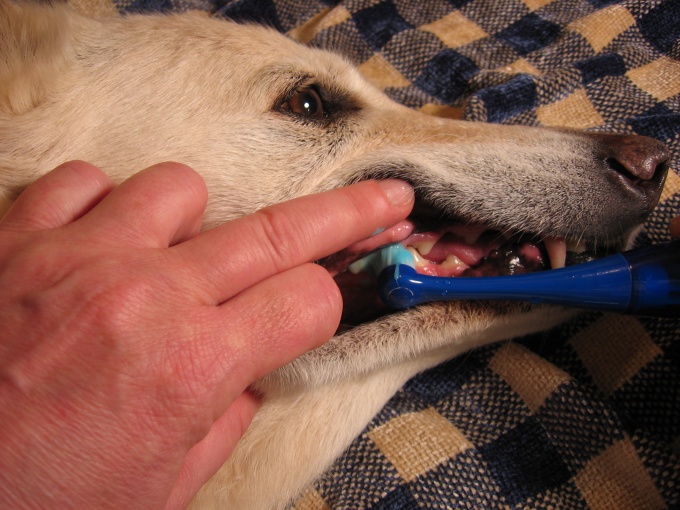 удаление зубного камня собаке