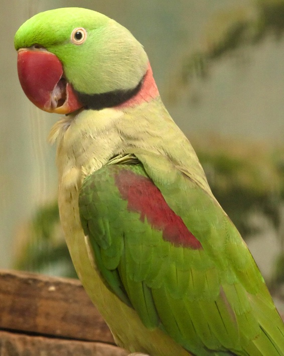 Как приручить ожерелового попугая