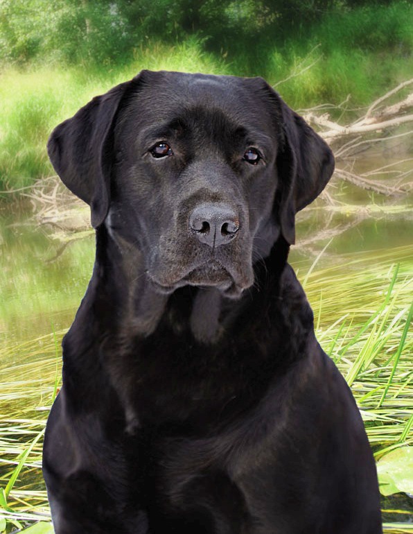 How to distinguish Labrador