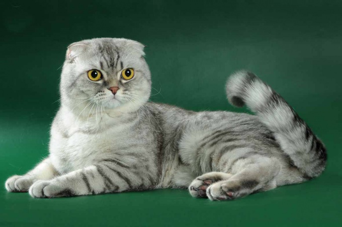 How to feed the Scottish fold