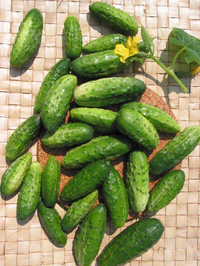 How to grow a good crop of cucumbers