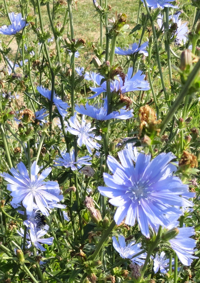 How to prepare chicory