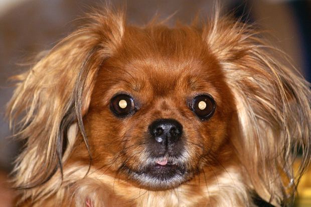 How to call a girl Pekingese